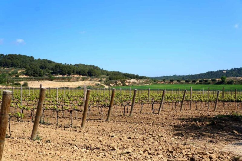 Miquel Jané Winery: tour with audio guide - Introduction