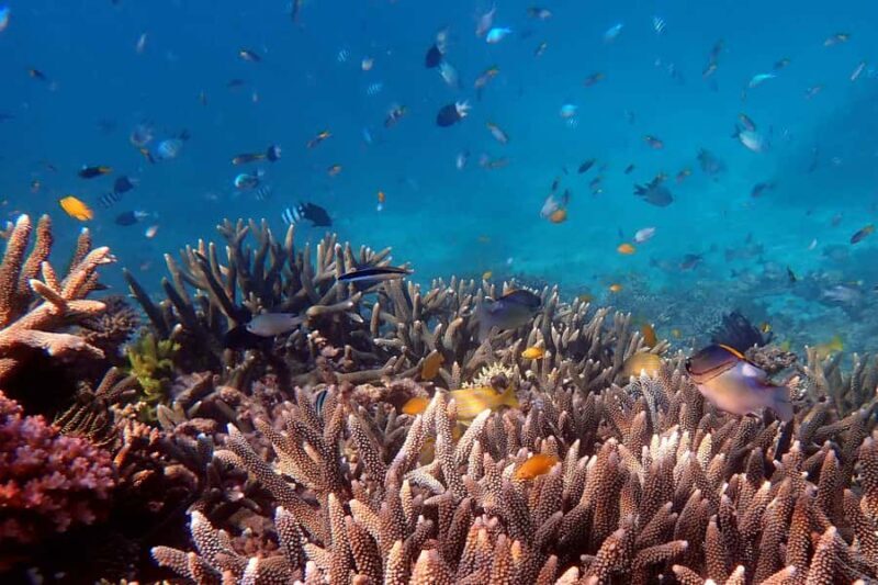 Mission Beach: Outer Great Barrier Reef & Dunk Island Tour - The Downside: What to Keep in Mind