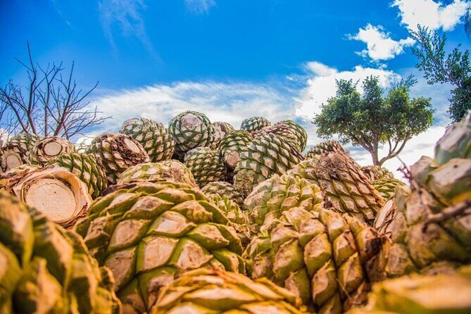 Mitla, Tule, Hierve el agua and Teotilán - A Walk Through the Itinerary: What You Can Expect