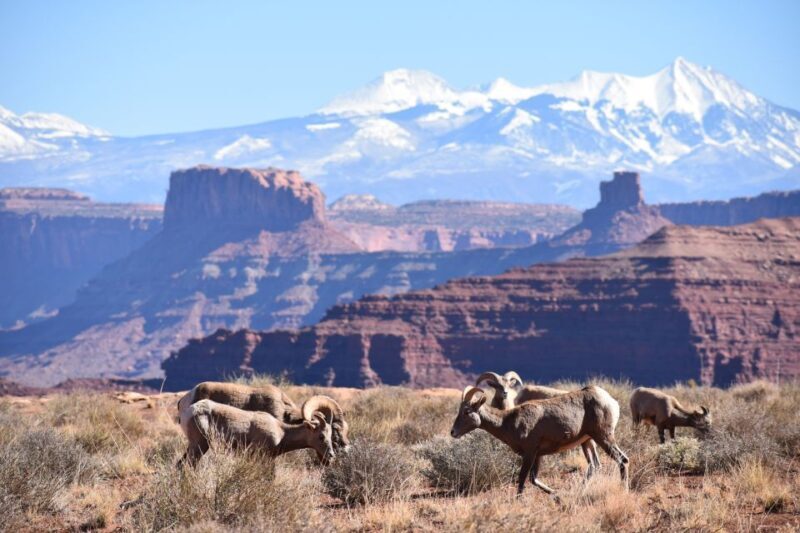 Moab: Canyonlands National Park 4x4 White Rim Tour - Is This Tour Worth the Price?