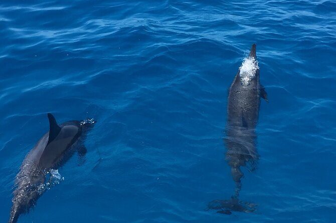 Moanas VIP Waikiki Turtle Snorkeling Experience on Nalu - The Overall Experience
