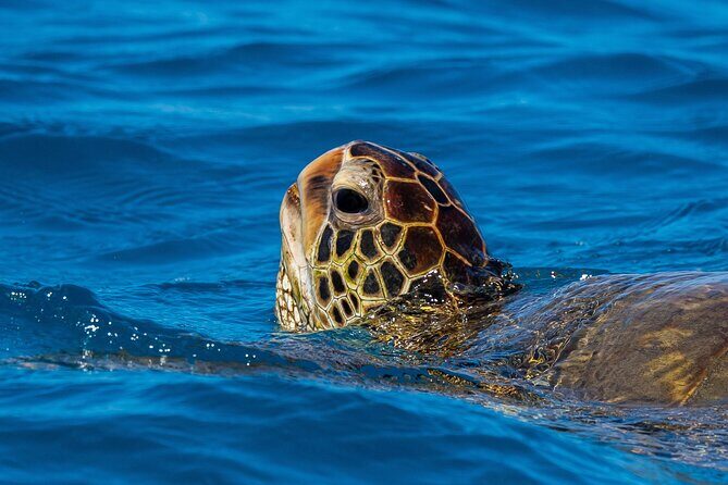 Moanas Waikk Grand Guided Turtle Snorkel & Sailing Adventure - Authentic Traveler Insights