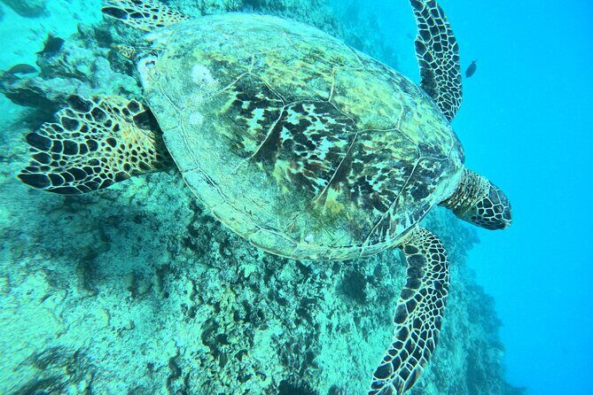 Moanas Waikk Grand Guided Turtle Snorkel & Sailing Adventure - Who Will Appreciate This Experience?
