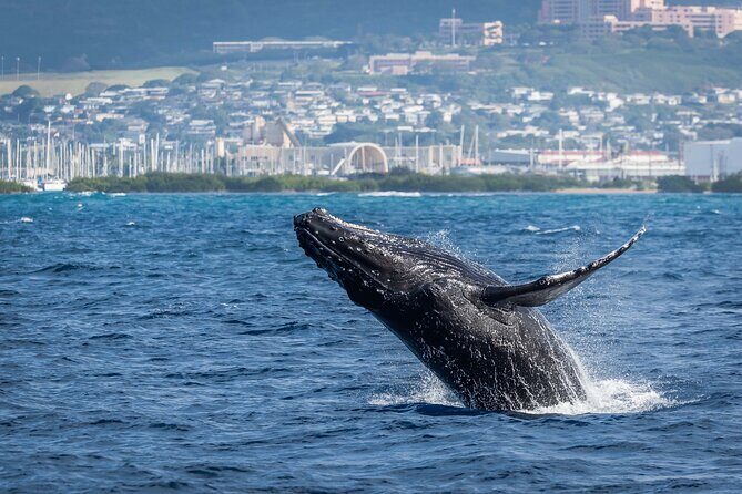 Moanas Waikk Whale Watching Exploration - FAQ