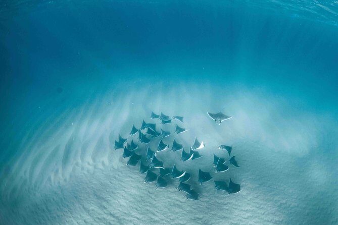 Mobula Ray Snorkeling - Key Points