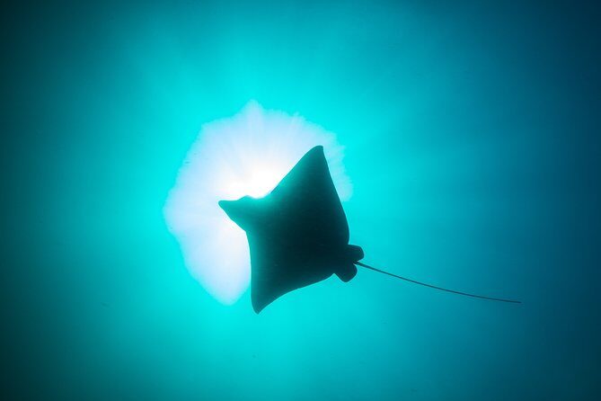 Mobula Ray Snorkeling - What to Expect from the Experience