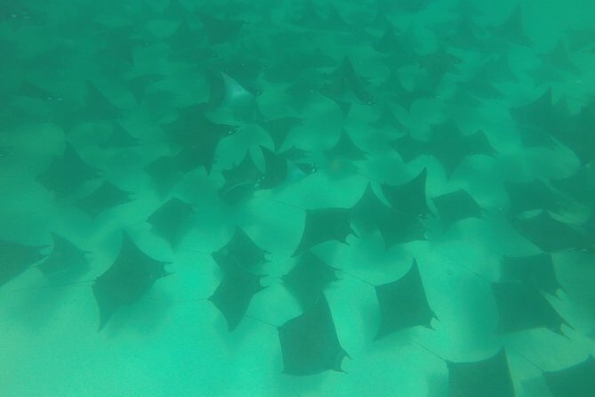 Mobula Ray Snorkeling - Who Is This Tour Best For?
