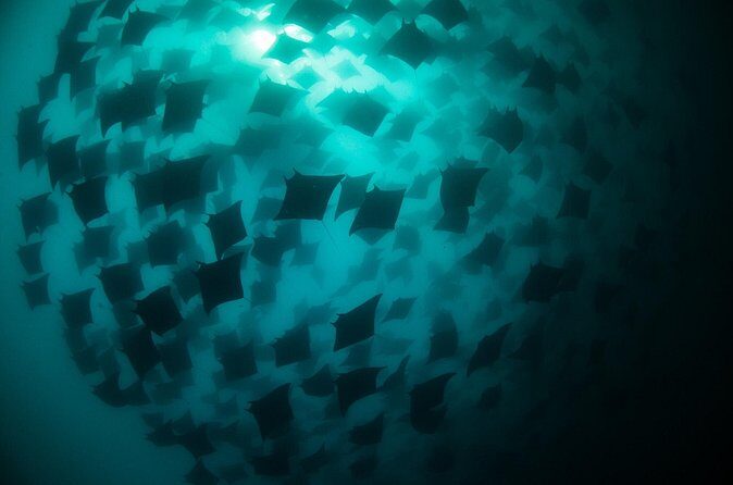 Mobula Ray Snorkeling - FAQs