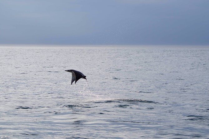 Mobula Ray Snorkeling - Final Thoughts