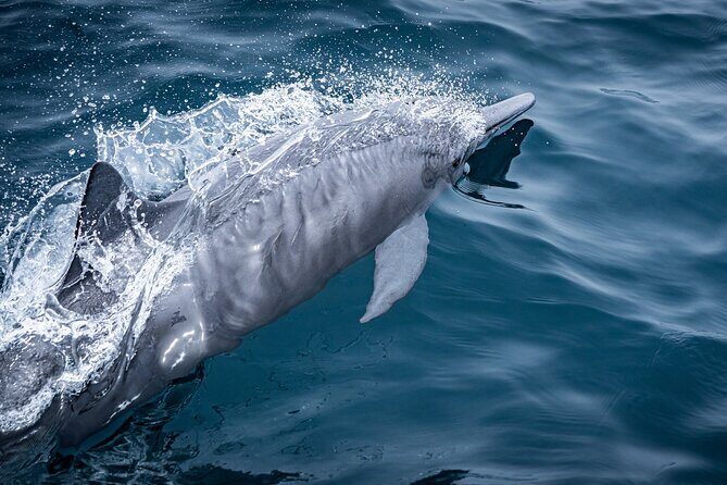 Mobulas and Cetaceans Day Trip - Authentic Reviews: What Past Travelers Say