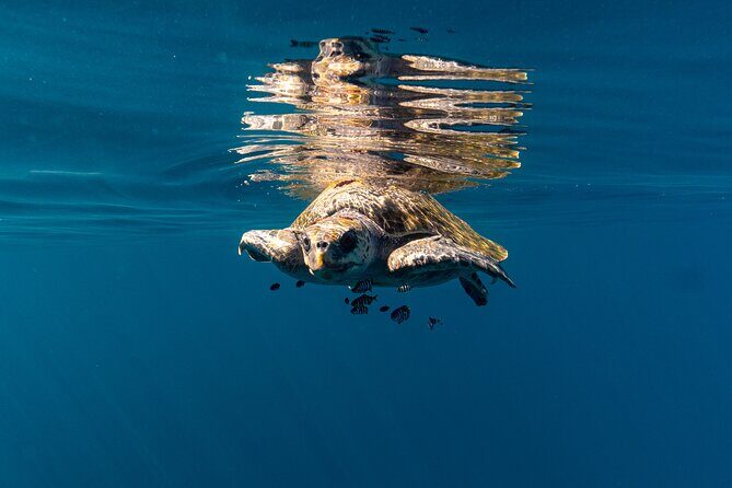 Mobulas and Cetaceans Day Trip - FAQ