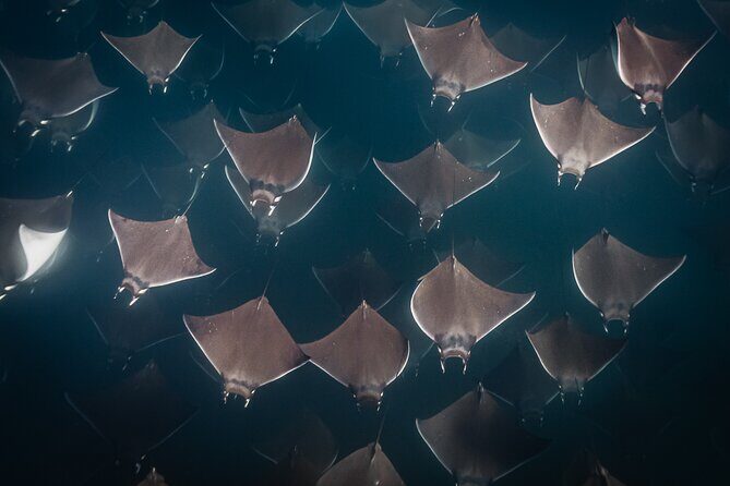 Mobulas and Cetaceans Day Trip - Final Thoughts