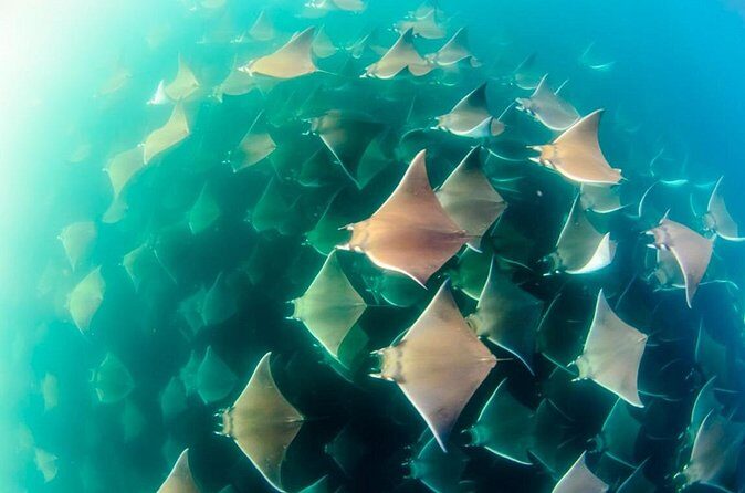 Mobulas Safari and Wildlife in La Ventana with a Marine Biologist - Frequently Asked Questions