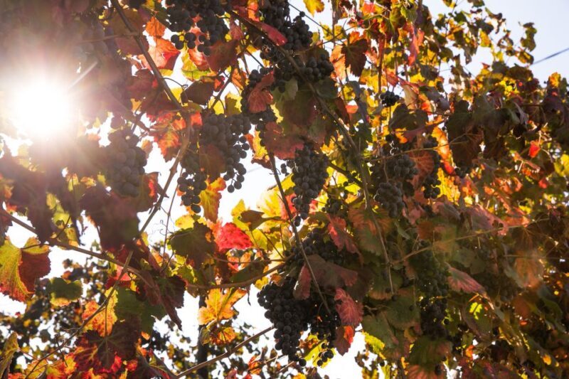 Modena: Balsamic Vinegar Tasting Experience - The Experience: What You Can Expect