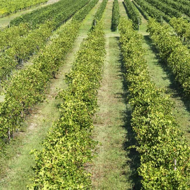 Modena: Balsamic Vinegar Tour, Parmigiano & Gelato Tasting - Key Points