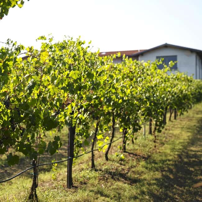 Modena: Balsamic Vinegar Tour, Parmigiano & Gelato Tasting - Parmigiano Reggiano and Ice Cream Pairings