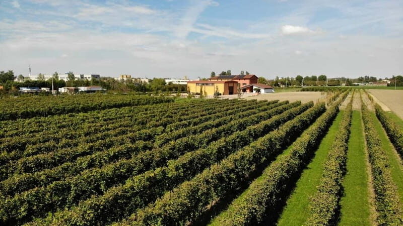 Modena: guided tour and tasting of superb Balsamic Vinegar - Key Points