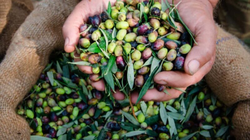 Modena: Traditional Balsamic Vinegar Tour and EVO Oil Tasting - Key Points