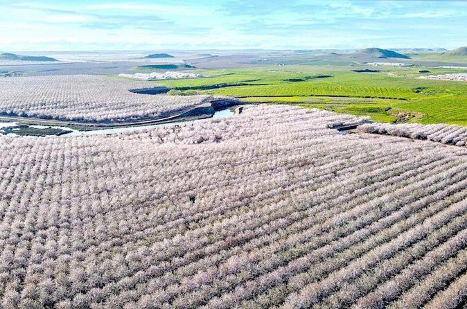 Modesto Almond Blossom Tour: Explore & Discover - Audio Tour - The Sum Up