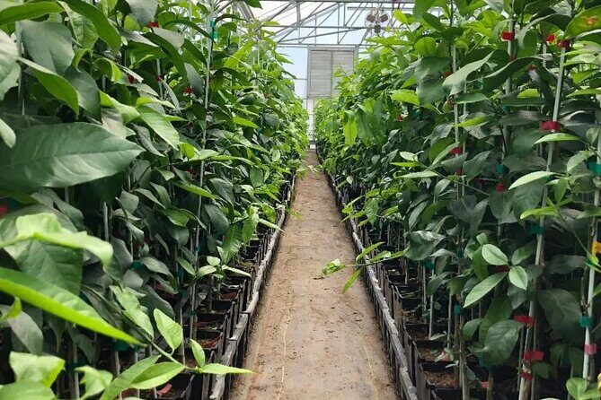 Modesto Discovery Agri-History and Cultural Highlights Audio Tour - FAQs