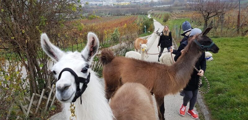 Mödling/Vienna: Scenic Guided Hike with Alpacas and Llamas - Key Points