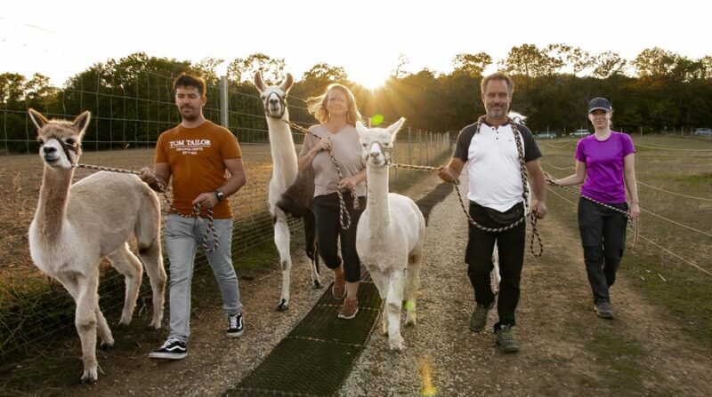 Mödling/Vienna: Scenic Guided Hike with Alpacas and Llamas - The Details that Matter