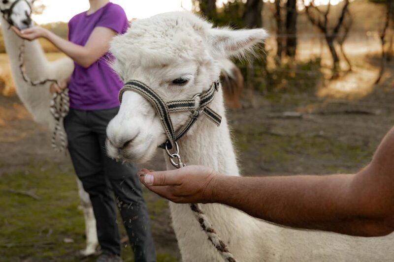 Mödling/Vienna: Scenic Guided Hike with Alpacas and Llamas - Who Will Love This Experience?