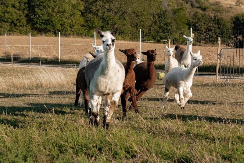 Mödling/Vienna: Scenic Guided Hike with Alpacas and Llamas - Frequently Asked Questions