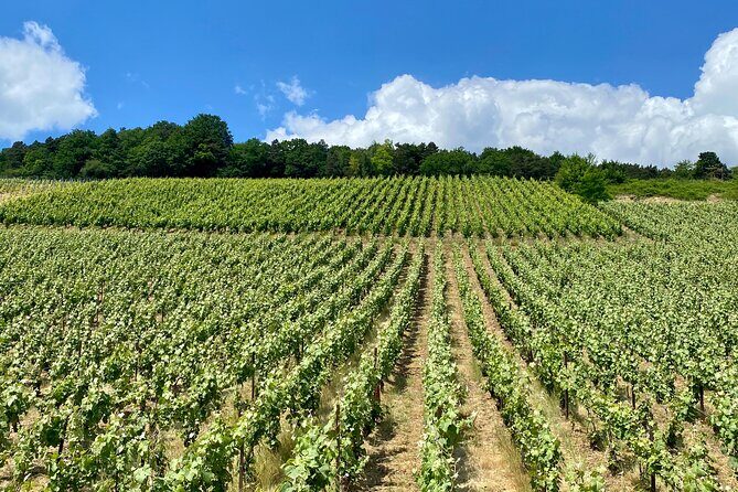 Moet et Chandon Taittigner Private Champagne Day trip from Paris - FAQ