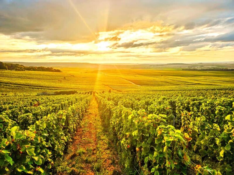 Moet et Chandon Tasting and Fun Private Tour in Champagne - Key Points