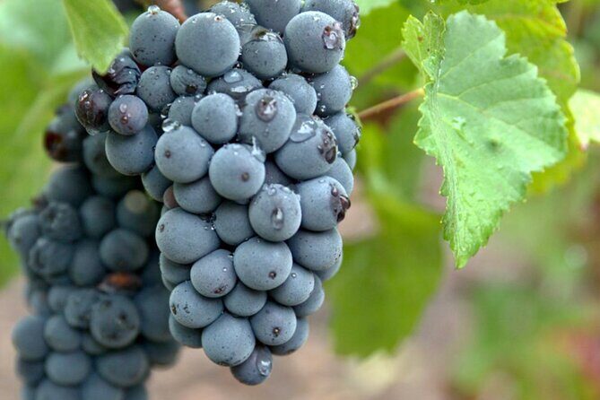 Moet et Chandon Veuve Clicquot Pommery Private Champagne Day trip - Final Thoughts: Is This Tour for You?