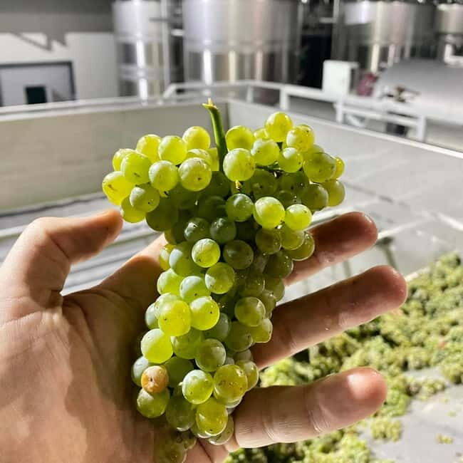 Moldova: Wine tour to Miletii Mici cellar with Tasting - Authentic Feedback From Travelers