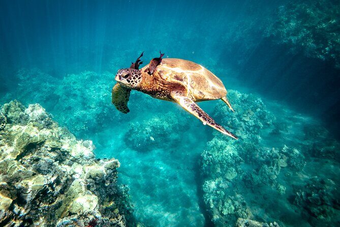 Molokini Snorkel Trip 2-Hour From Kihei - The Experience: What You Can Expect