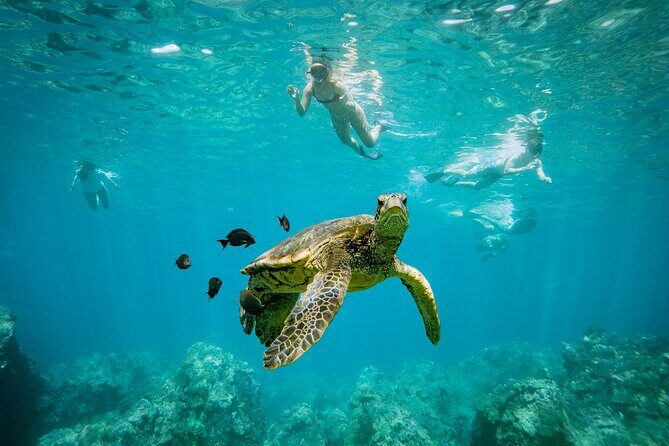 Molokini Snorkel Trip 2-Hour From Kihei - FAQ