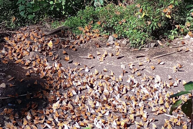 Monarch Butterflies El Rosario Preserve from Mexico City - Exploring the Monarch Butterflies El Rosario Preserve from Mexico City: An Honest Guide