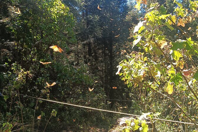 Monarch Butterflies El Rosario Preserve from Mexico City - Frequently Asked Questions
