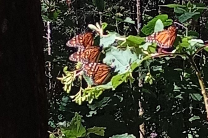 Monarch Butterflies El Rosario Preserve from Mexico City - Final Thoughts