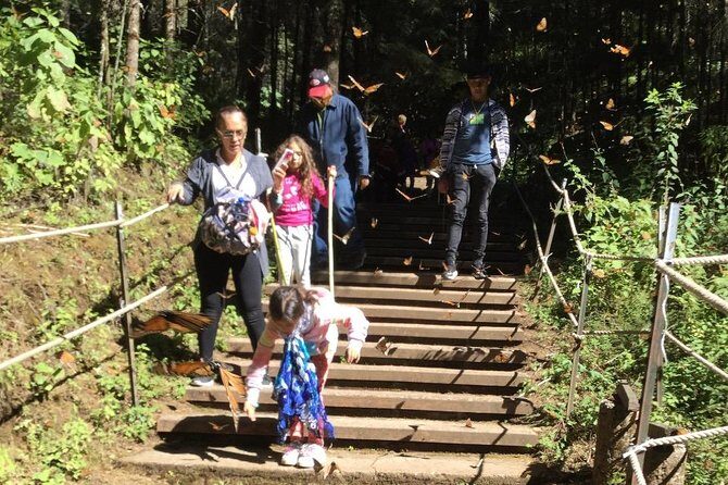 Monarch Butterfly group tour. Join me to watch #butterflies - Key Points