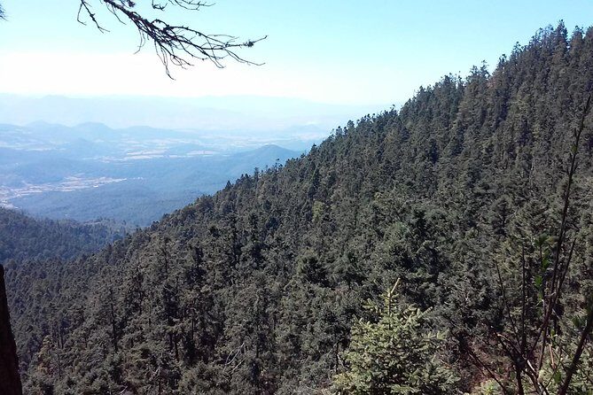 Monarch Butterfly group tour. Join me to watch #butterflies - Is It Worth the Price?