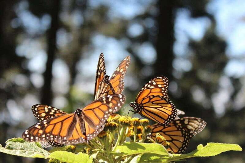 Monarch Butterfly Mexico Reserve Sanctuary & Valle de Bravo - Practical Details and What to Expect