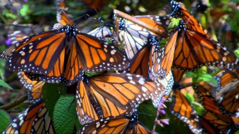 Monarch Butterfly Mexico Reserve Sanctuary & Valle de Bravo - The Experience You’ll Take Home