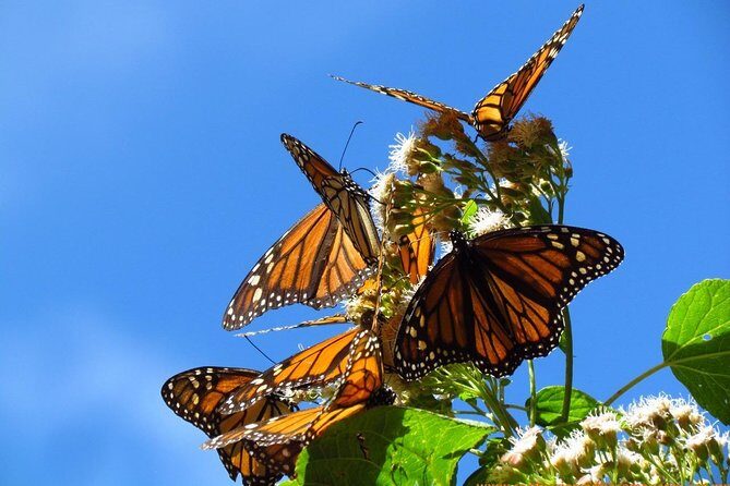Monarch Butterfly Private Tour (Morelia) - Key Points