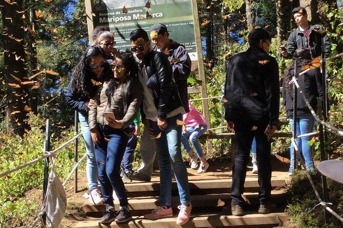 Monarch Butterfly Private Tour (Morelia) - The Experience: What You Can Expect
