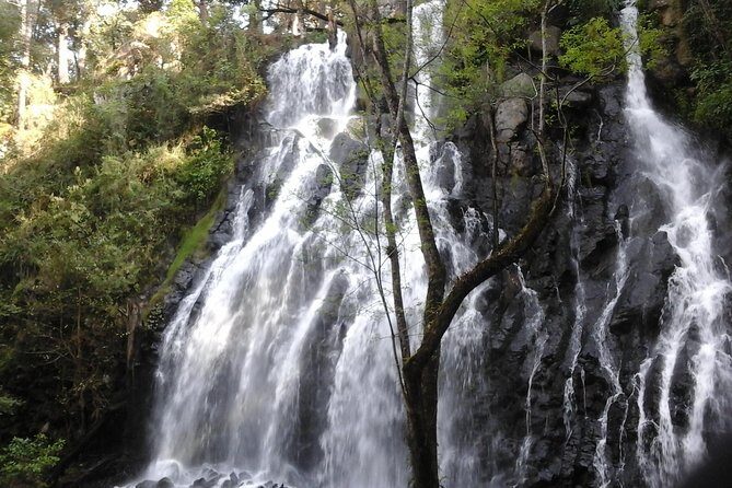 Monarch Butterfly Sanctuary Day Trip from Mexico City - An In-Depth Look at the Experience