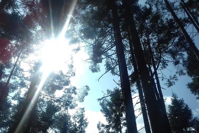 Monarch Butterfly Sanctuary Day Trip from Mexico City - FAQs