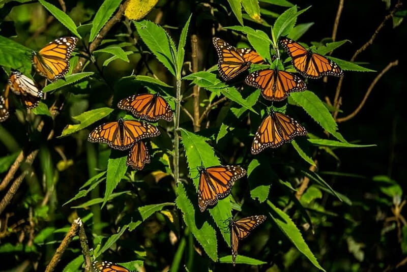 Monarch Butterfly Sanctuary Tour from Mexico City - The Experience in Detail