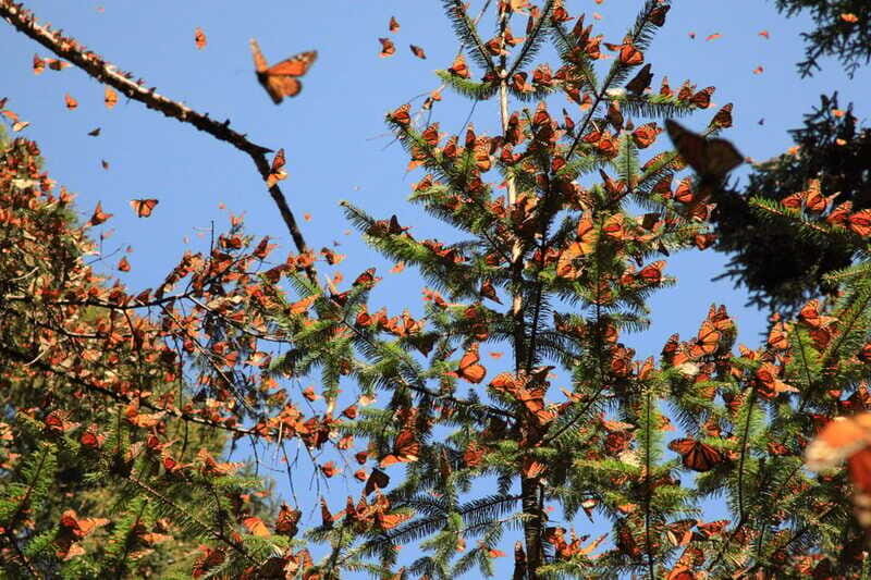 Monarch Butterfly Sanctuary Tour from Mexico City - Who Should Consider This Tour?