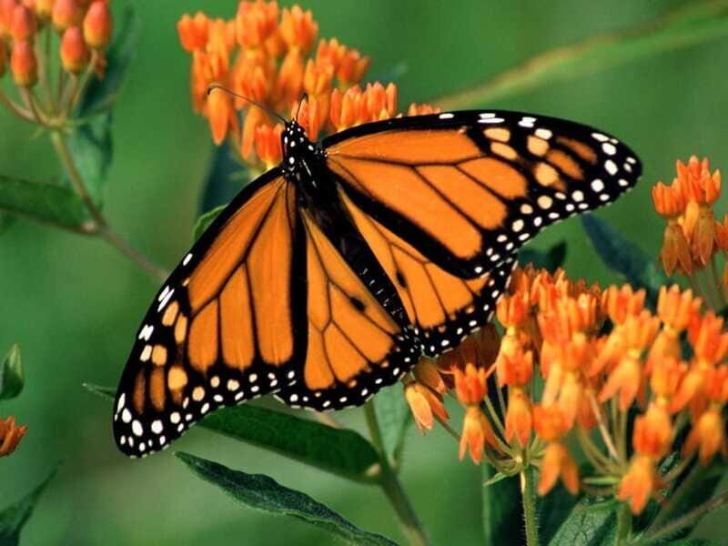 Monarch Butterfly Sanctuary Tour from Mexico City - Final Thoughts