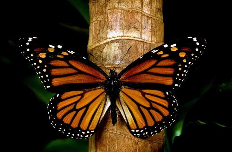 Monarch Butterfly Sanctuary Tour from Mexico City - FAQ