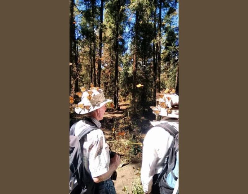 Monarch Butterfly - Key Points